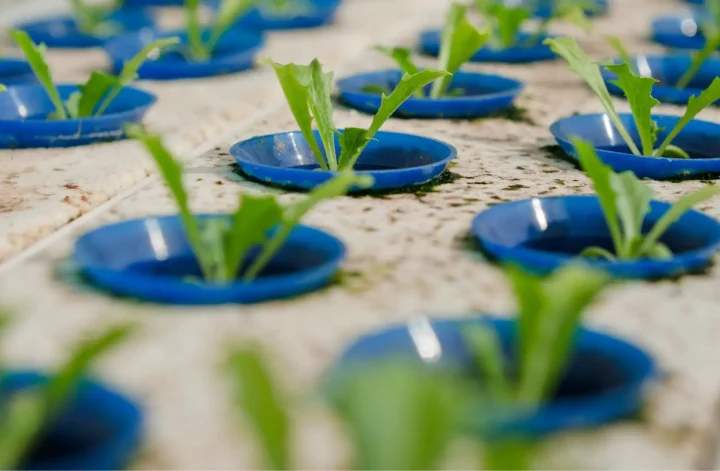 Hydroponic Irrigation Systems: Nourishing Plants with Precision